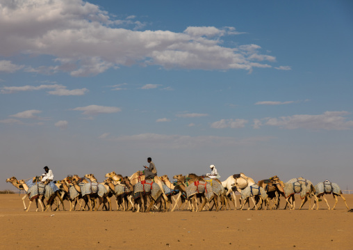 Training for camel racing in the Rub' al Khali empty quarter desert, Najran Province, Hubuna, Saudi Arabia