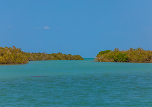 Mangrove in the red sea, Jazan Province, Farasan, Saudi Arabia