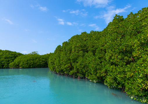 Mangrove in the red sea, Jazan Province, Farasan, Saudi Arabia
