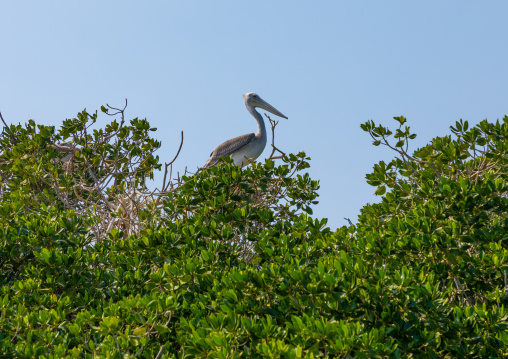 Pelican nest in the mangrove, Jazan Province, Farasan, Saudi Arabia
