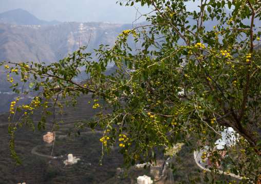 Sidr tree yellow fruits, Jizan Province, Faifa Mountains, Saudi Arabia