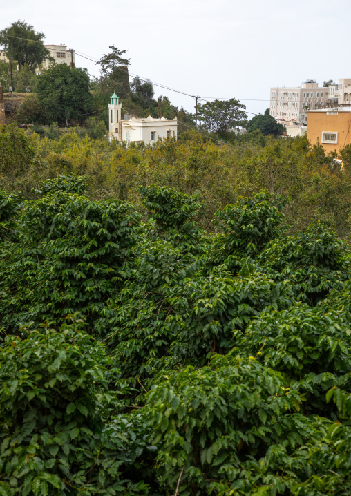 Coffee and khat plantation in Al Kawbaa farm, Jizan Province, Faifa Mountains, Saudi Arabia