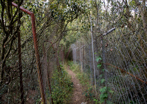 Coffee and khat plantation in Al Kawbaa farm, Jizan Province, Faifa Mountains, Saudi Arabia
