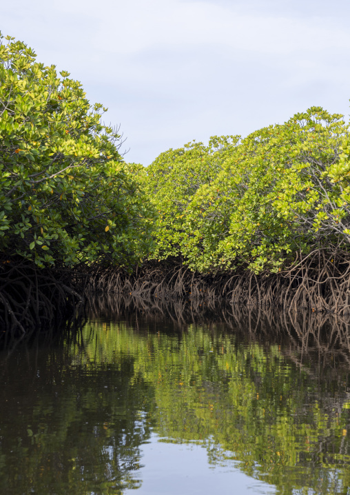 Mangrove landscape, Lamu County, Manda island, Kenya