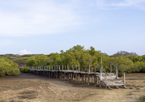 Boardwalk in the mangrove at low tide, Lamu County, Manda island, Kenya