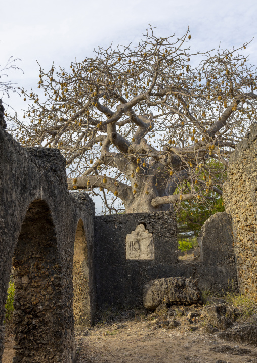 Baobab in Takwa islamic ruins, Lamu County, Manda island, Kenya