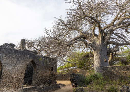 Baobab in front of the Great Mosque in Takwa islamic ruins, Lamu County, Manda island, Kenya