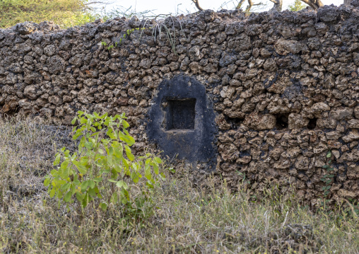 Takwa ruins wall in the middle of acacias, Lamu, Manda island, Kenya