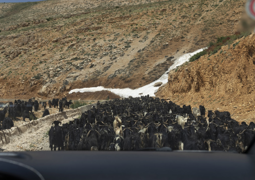 Goats in the mountain with remaings of snow, North Governorate, Daher el Kadib, Lebanon