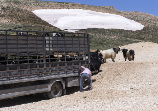 Goats in the mountain with remaings of snow, North Governorate, Daher el Kadib, Lebanon