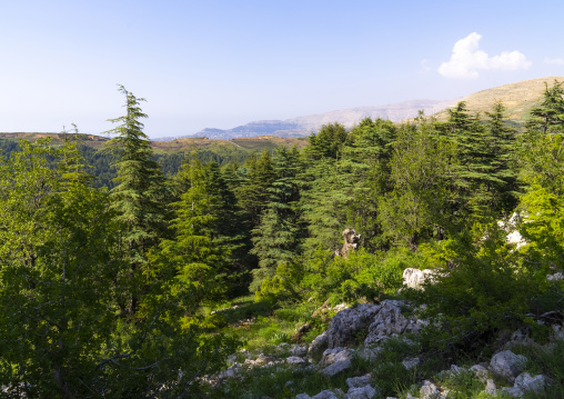 Tannourine Cedar Forest Nature Reserve, Governorate of North Lebanon, Tannourine, Lebanon