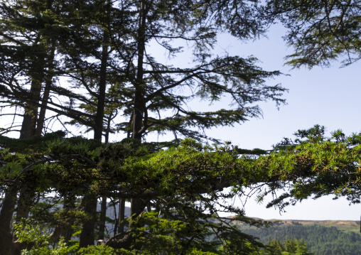 Tannourine Cedar Forest Nature Reserve, Governorate of North Lebanon, Tannourine, Lebanon