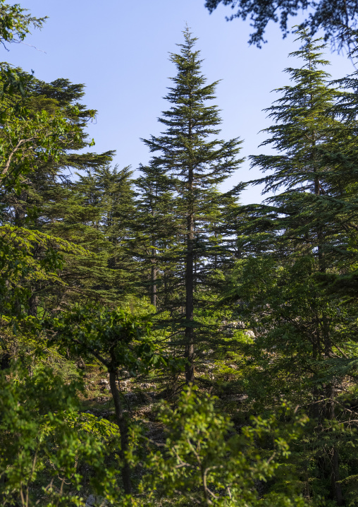 Tannourine Cedar Forest Nature Reserve, Governorate of North Lebanon, Tannourine, Lebanon