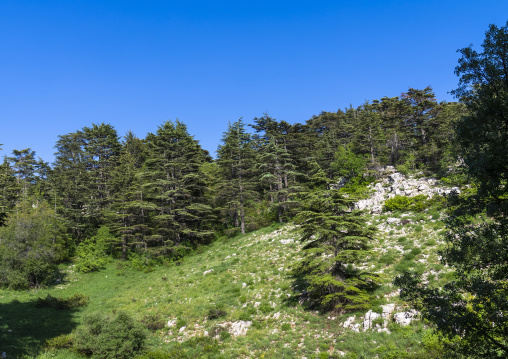 Tannourine Cedar Forest Nature Reserve, Governorate of North Lebanon, Tannourine, Lebanon