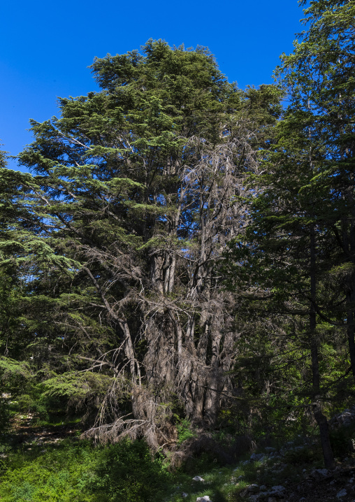 Tannourine Cedar Forest Nature Reserve, Governorate of North Lebanon, Tannourine, Lebanon