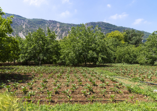 Field in front of the mountain, Mount Lebanon, Bsatin Al-Ossi, Lebanon
