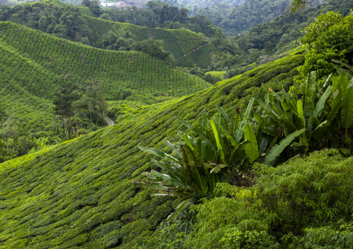 Tea plantations landscape, Pahang, Cameron Highlands, Malaysia