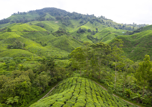 Tea plantations landscape, Pahang, Cameron Highlands, Malaysia