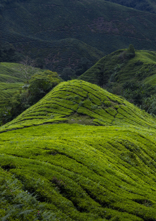 Tea plantations landscape, Pahang, Cameron Highlands, Malaysia