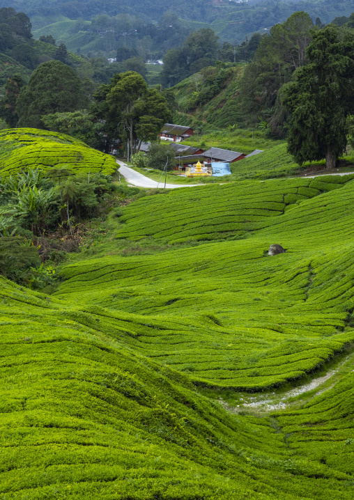 Tea plantations landscape, Pahang, Cameron Highlands, Malaysia