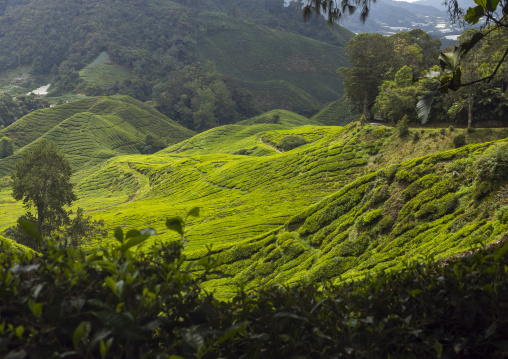 Tea plantations landscape, Pahang, Cameron Highlands, Malaysia
