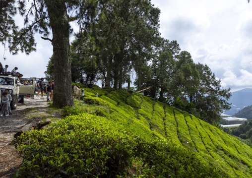 Tourists in tea plantations, Pahang, Cameron Highlands, Malaysia