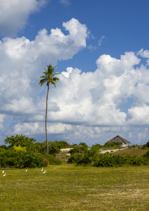Small traditional house near a plam tree, Nampula Province, Island of Mozambique, Mozambique