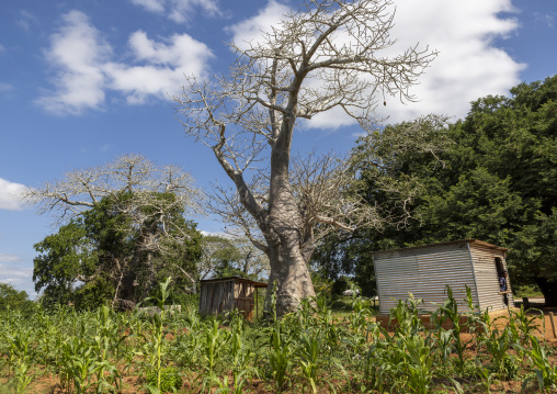 Small houses near a baobab tree, Inhambane Province, Vilankulo, Mozambique