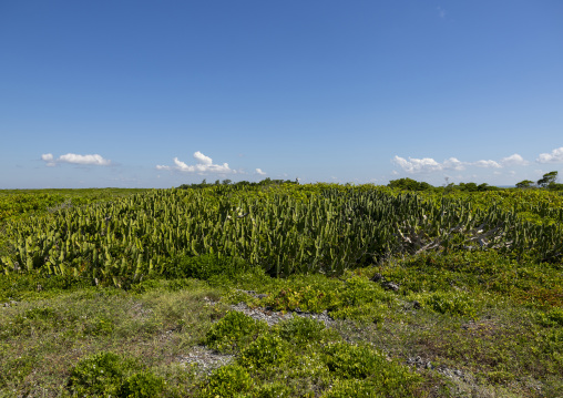 Vegetation on the island, Island of Mozambique, Goa island, Mozambique