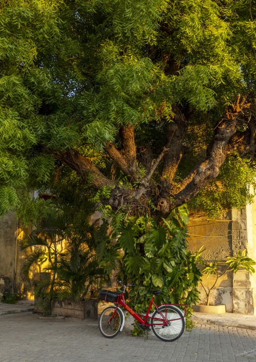 Rental bike parked under a tree, Nampula Province, Island of Mozambique, Mozambique