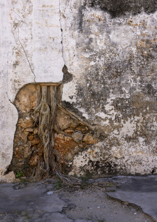 Roots in a wall, Nampula Province, Island of Mozambique, Mozambique