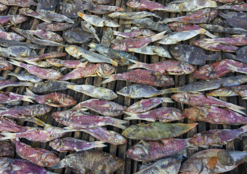 Fishes drying in the sun, Nampula Province, Island of Mozambique, Mozambique