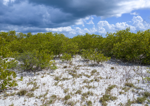 Mangroves at low tide, Nampula Province, Island of Mozambique, Mozambique