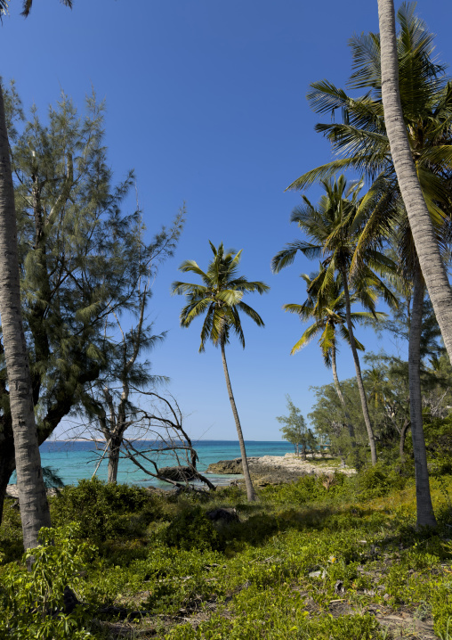 Vegetation in front of the sea, Bazaruto archipelago, Santa Carolina island, Mozambique