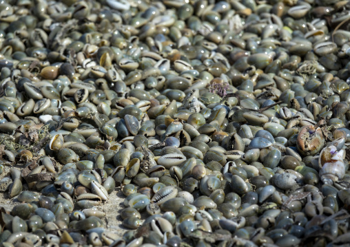 Seashells drying in the sun, Nampula Province, Island of Mozambique, Mozambique