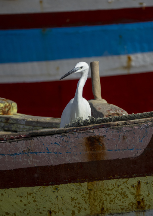 White heron on a wooden boat, Bazaruto archipelago, Bazaruto island, Mozambique