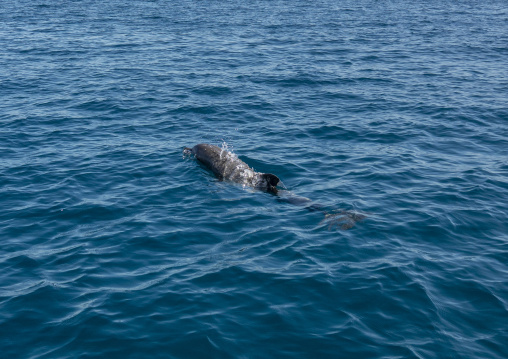 Dolphin in the sea, Bazaruto archipelago, Santa Carolina island, Mozambique