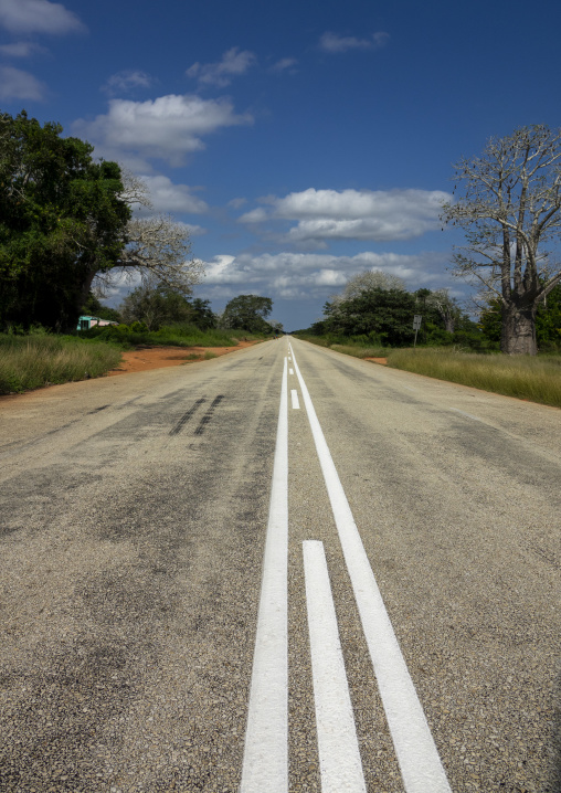 Baobabs along the road, Inhambane Province, Vilankulo, Mozambique