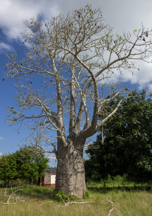 Baobab tree, Inhambane Province, Vilankulo, Mozambique