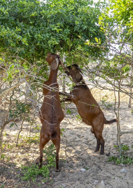 Goats standing on hind legs to eat leaves, Inhambane Province, Inhambane, Mozambique