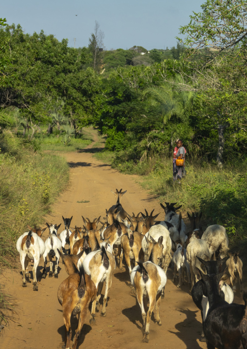 Goats on a dirt road, Gaza Province, Chidenguele, Mozambique