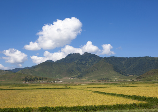 Field in the countryside, DGC, Pyongyang, North Korea