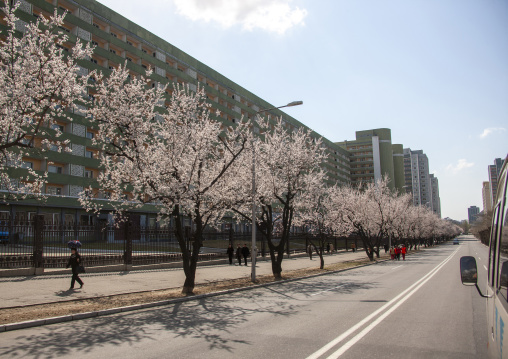 Street with cherry trees, DGC, Pyongyang, North Korea