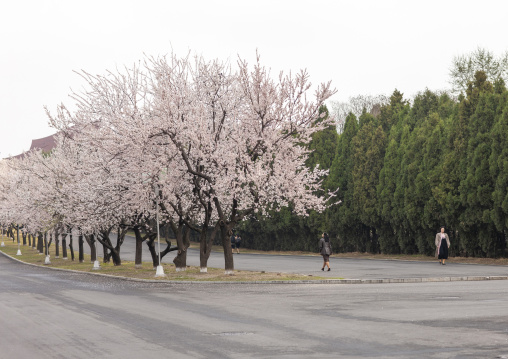 North Korean women walking along cherry trees, DGC, Pyongyang, North Korea