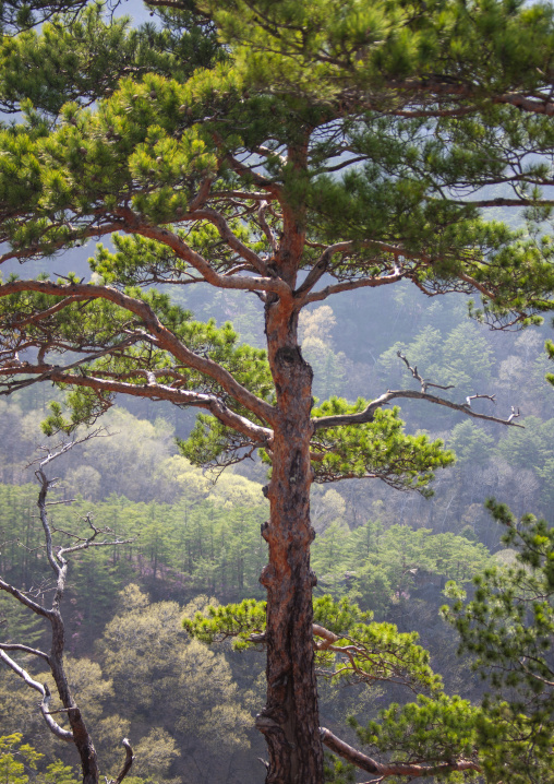 Pine trees forest in inner Chilbo hills, North Hamgyong, Chilbosan, North Korea