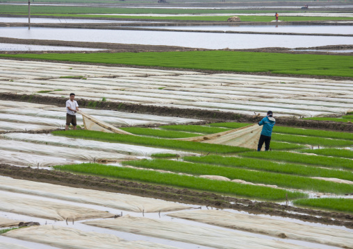 North Korean peasants working in a field, South Pyongan Chongsan-ri Cooperative Farm, North Korea