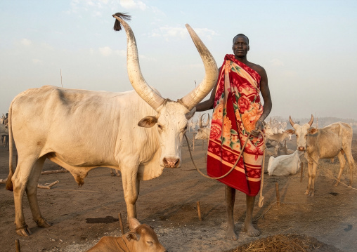 Mundari tribe man with his cows, Central Equatoria, Terekeka, South Sudan