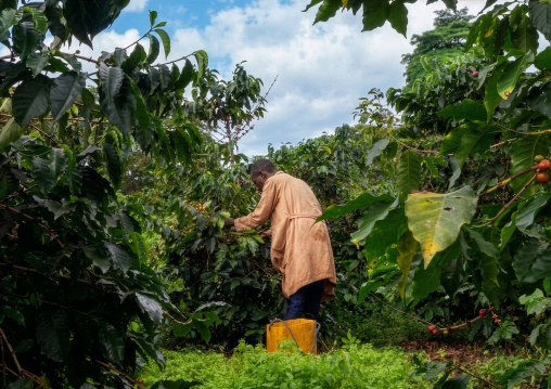 Ethiopian man harvesting coffee in a plantation, Bench Maji, Mizan Teferi, Ethiopia