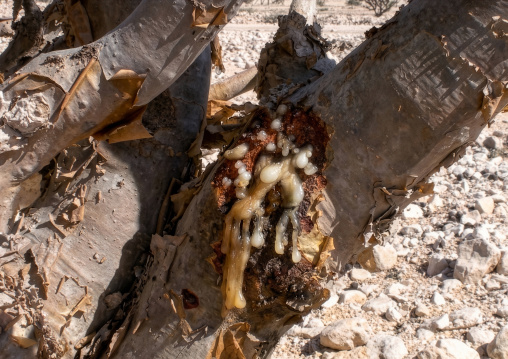Frankincense resin drops from a Boswellia tree, Dhofar, Wadi Dawkah, Oman