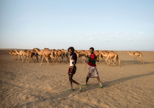Afar tribe men with camels in the desert, Afar region, Afambo, Ethiopia